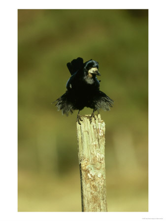 Rook, Adult Perched On Post, Scotland by Mark Hamblin Pricing Limited Edition Print image