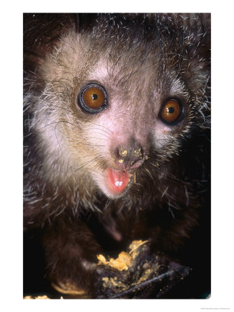 Aye-Aye, Adult Feeding On Chow, Duke University Primate Center by David Haring Pricing Limited Edition Print image