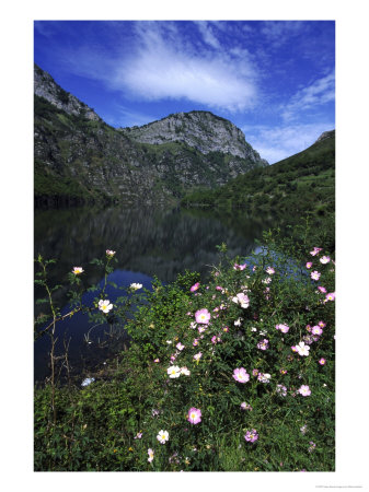 Dog Rose, And Mountains In Habitat With Lake & Mountains, Spain by Mark Hamblin Pricing Limited Edition Print image