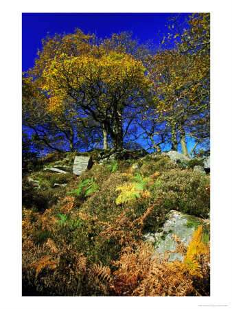 Ladybower Wood Dwt Reserve by Mark Hamblin Pricing Limited Edition Print image