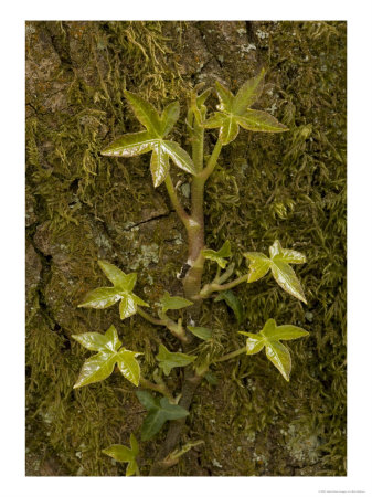Young Growing Shoots Of Ivy On Tree Trunk by Bob Gibbons Pricing Limited Edition Print image