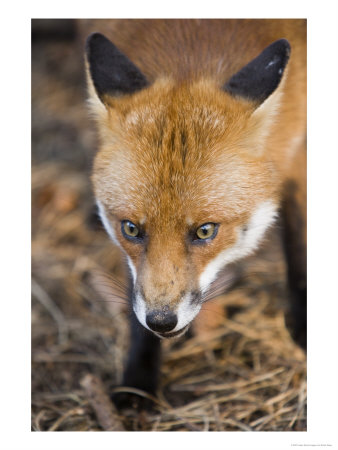 Red Fox, Portrait, Lancashire, Uk by Elliott Neep Pricing Limited Edition Print image