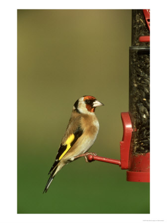 Goldfinch, Feeding From Seed Dispenser, Uk by Mark Hamblin Pricing Limited Edition Print image