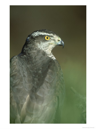 Goshawk, Accipiter Gentilis Portrait, Strathspey Highland, Scotland by Mark Hamblin Pricing Limited Edition Print image