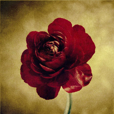 Crimson Ranunculus by Howard Waisman Pricing Limited Edition Print image
