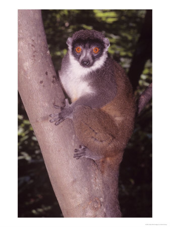 Mongoose Lemur, Female by David Haring Pricing Limited Edition Print image