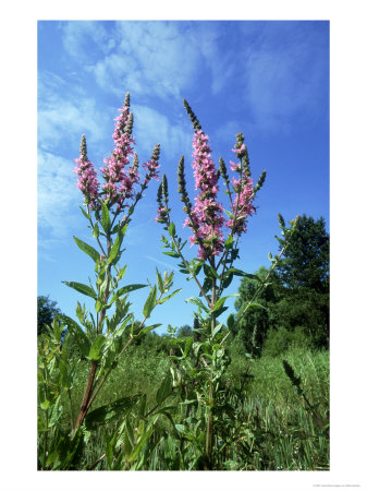 Purple Loosestrife, Hilton Gravel Pits Nature Reserve, Uk by Mark Hamblin Pricing Limited Edition Print image