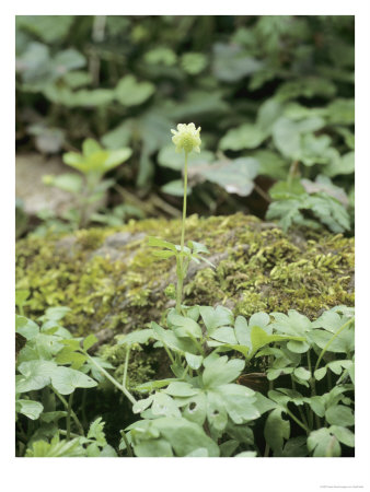 Muskroot Or Moschatel, Woodland, Uk by Geoff Kidd Pricing Limited Edition Print image