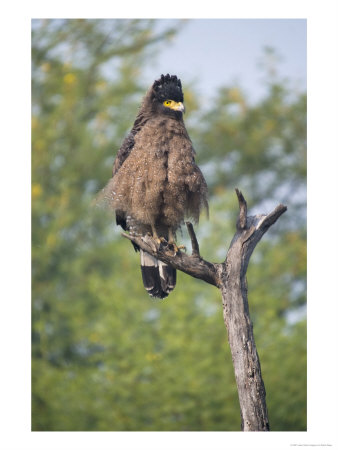 Crested Serpent Eagle, Perched On Dead Branch, Rajasthan, India by Elliott Neep Pricing Limited Edition Print image