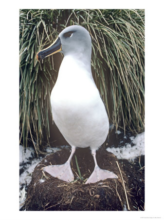 Grey Headed Albatross, Adult, South Georgia by Ben Osborne Pricing Limited Edition Print image