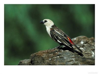 Buffalo Weaver by Mark Hamblin Pricing Limited Edition Print image