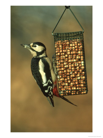 Great Spotted Woodpecker, Dendrocopos Major, Feeding On Wire Peanut Holder by Mark Hamblin Pricing Limited Edition Print image
