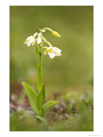 A Yellow Variation Of The Marsh Helleborine, Uk by David Clapp Pricing Limited Edition Print image