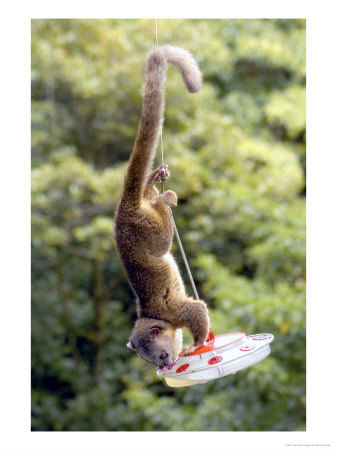 Olingo, Stealing Sugar-Water From A Hummingbird Feeder, Monteverde Cloud Forest Preserve, Costa Ric by Michael Fogden Pricing Limited Edition Print image