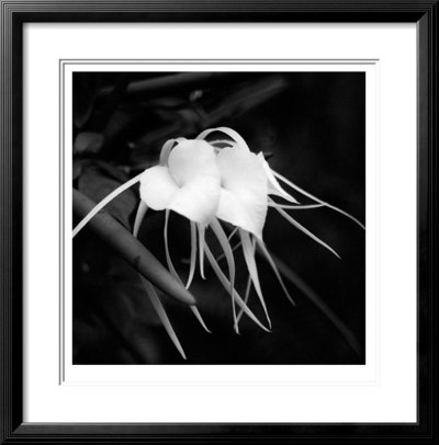 Orchid Hearts by Michael Joseph Pricing Limited Edition Print image