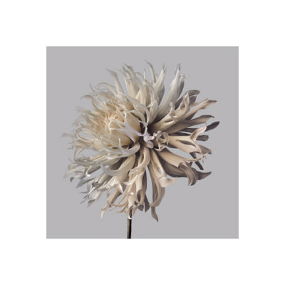 Shaggy Dahlia by Philip Gatward Pricing Limited Edition Print image