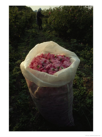 Bag Filled With Fresh-Picked Rose Petals, Valley Of The Roses, Bulgaria by James L. Stanfield Pricing Limited Edition Print image