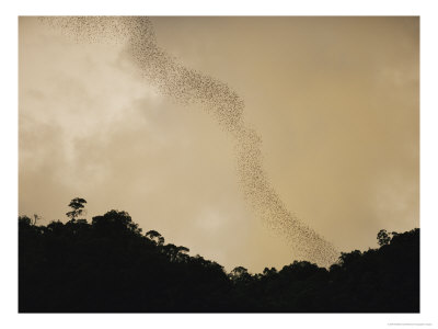 Flight Of Bats Streams From A Dark Rain Forest, Danum Valley, Western Borneo by Mattias Klum Pricing Limited Edition Print image