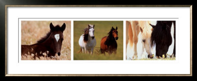 Horses by John Eastcott & Yva Momatiuk Pricing Limited Edition Print image