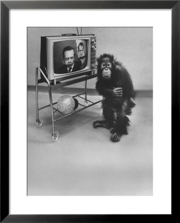 Puzzled Orangutan Standing Next To Tv Set Playing The Image Of President Richard Nixon by Yale Joel Pricing Limited Edition Print image
