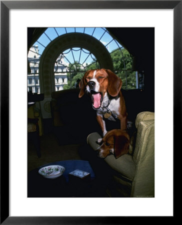Pet Beagles Of President Lyndon B. Johnson, Sitting Together In White House Sitting Room by Francis Miller Pricing Limited Edition Print image