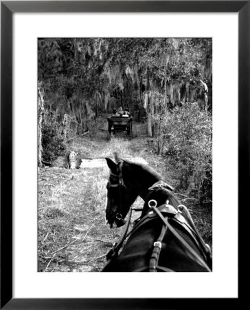 Horse-Drawn Carriages On Road Carrying Passengers To Deer Hunting Party by Alfred Eisenstaedt Pricing Limited Edition Print image