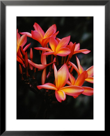 Hawaii by Eliot Elisofon Pricing Limited Edition Print image