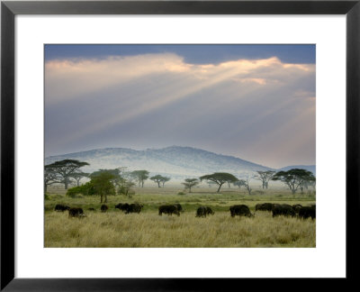 African Buffalo, Serengeti National Park, Tanzania by Ivan Vdovin Pricing Limited Edition Print image