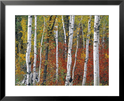 Autumn Foliage, South Dakota, Usa by Walter Bibikow Pricing Limited Edition Print image