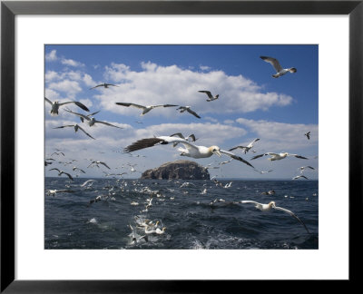 Gannets In Flight, Following Fishing Boat Off Bass Rock, Firth Of Forth, Scotland by Toon Ann & Steve Pricing Limited Edition Print image