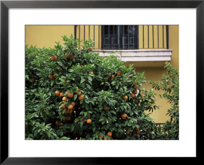 Orange Tree Outside House, Triana Quarter, Seville, Andalucia, Spain by Jean Brooks Pricing Limited Edition Print image