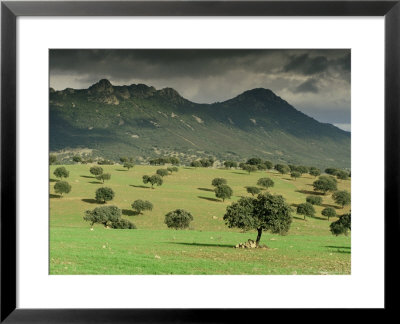Landscape Near Guadalupe, Extremadura, Spain by Michael Busselle Pricing Limited Edition Print image