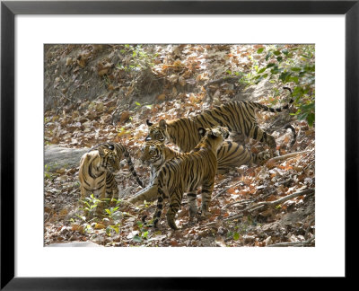 Bengal Tigers, Panthera Tigris Tigris, Bandhavgarh National Park, Madhya Pradesh, India by Thorsten Milse Pricing Limited Edition Print image