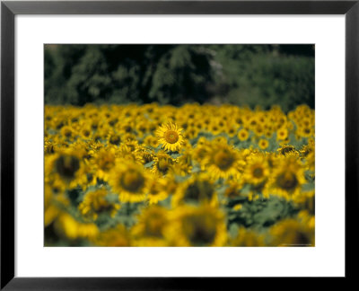 Field Of Sunflowers Near Priene, Anatolia, Turkey by R H Productions Pricing Limited Edition Print image