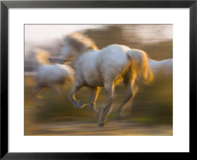 White Camargue Horses Running, Provence, France by Jim Zuckerman Pricing Limited Edition Print image