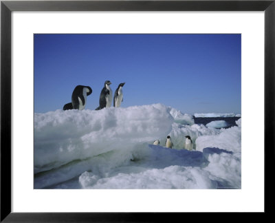 Adelie Penguins, Antarctica by Geoff Renner Pricing Limited Edition Print image