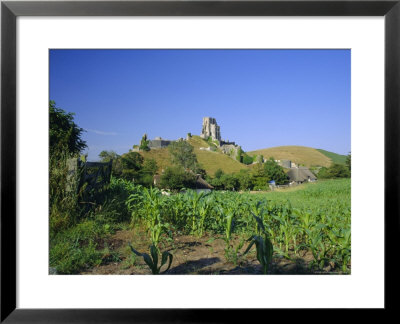 View Across Fields To Corfe Castle, Dorset, England, Uk, Europe by Ruth Tomlinson Pricing Limited Edition Print image