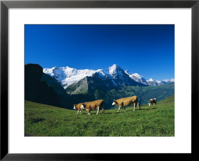 Cows In Alpine Meadow With Fiescherhorner And Eiger Mountains Beyond, Swiss Alps, Switzerland by Ruth Tomlinson Pricing Limited Edition Print image