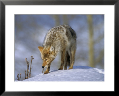 Coyote (Canis Latrans), Weighing 30-40 Lbs, Less Than Half The Weight Of A Wolf, Wyoming, Usa by Louise Murray Pricing Limited Edition Print image