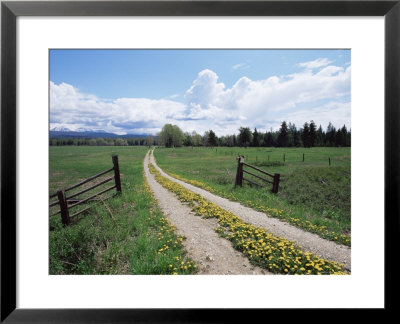 Driveway With Dandelion (Taraxacum Officinale) In Flower, Near Glacier National Park, Montana by James Hager Pricing Limited Edition Print image