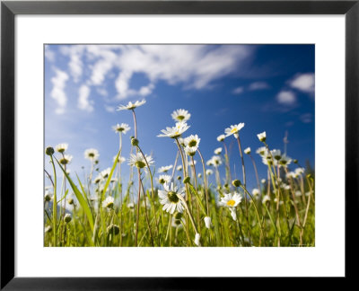 Kootenay National Park, British Columbia, Canada by Peter Adams Pricing Limited Edition Print image