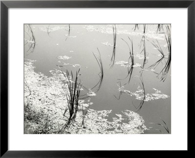 Aquatic Plants In A Still Body Of Water by Vincenzo Balocchi Pricing Limited Edition Print image