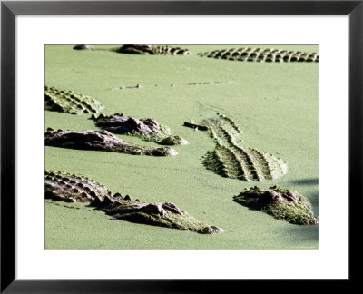 American Alligators, Everglades National Park, Florida by Mark Newman Pricing Limited Edition Print image