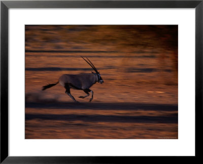 Gemsbok Or South African Oryx On The Run, Kgalagadi Transfrontier Park, Northern Cape, South Africa by Carol Polich Pricing Limited Edition Print image