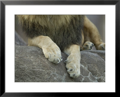 African Lion's Paws At The Sedgwick County Zoo, Kansas by Joel Sartore Pricing Limited Edition Print image