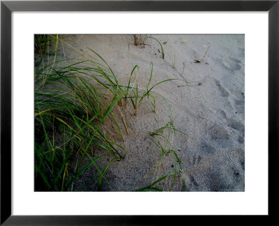 Close-Up Of Aquatic Grasses On A Sand Dune, Block Island, Rhode Island by Todd Gipstein Pricing Limited Edition Print image