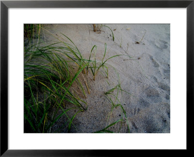 Close-Up Of Aquatic Grasses On A Sand Dune, Block Island, Rhode Island by Todd Gipstein Pricing Limited Edition Print image