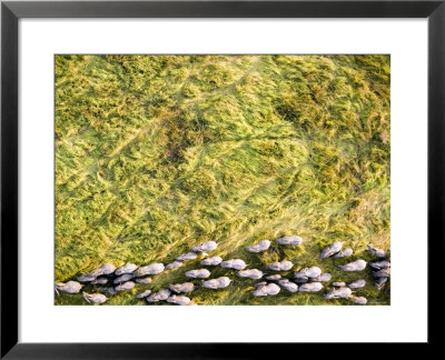 Herd Of 200 Elephants All In A Line In Chad's Zakouma National Park by Michael Fay Pricing Limited Edition Print image