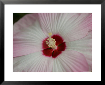 Hibiscus Flower On The Grounds Of The Sunset Zoo, Kansas by Joel Sartore Pricing Limited Edition Print image