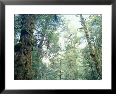 Cool Temperate Rainforest With Myrtle Beech, Nothofagus Cunninghamii, Australia by Jason Edwards Pricing Limited Edition Print image